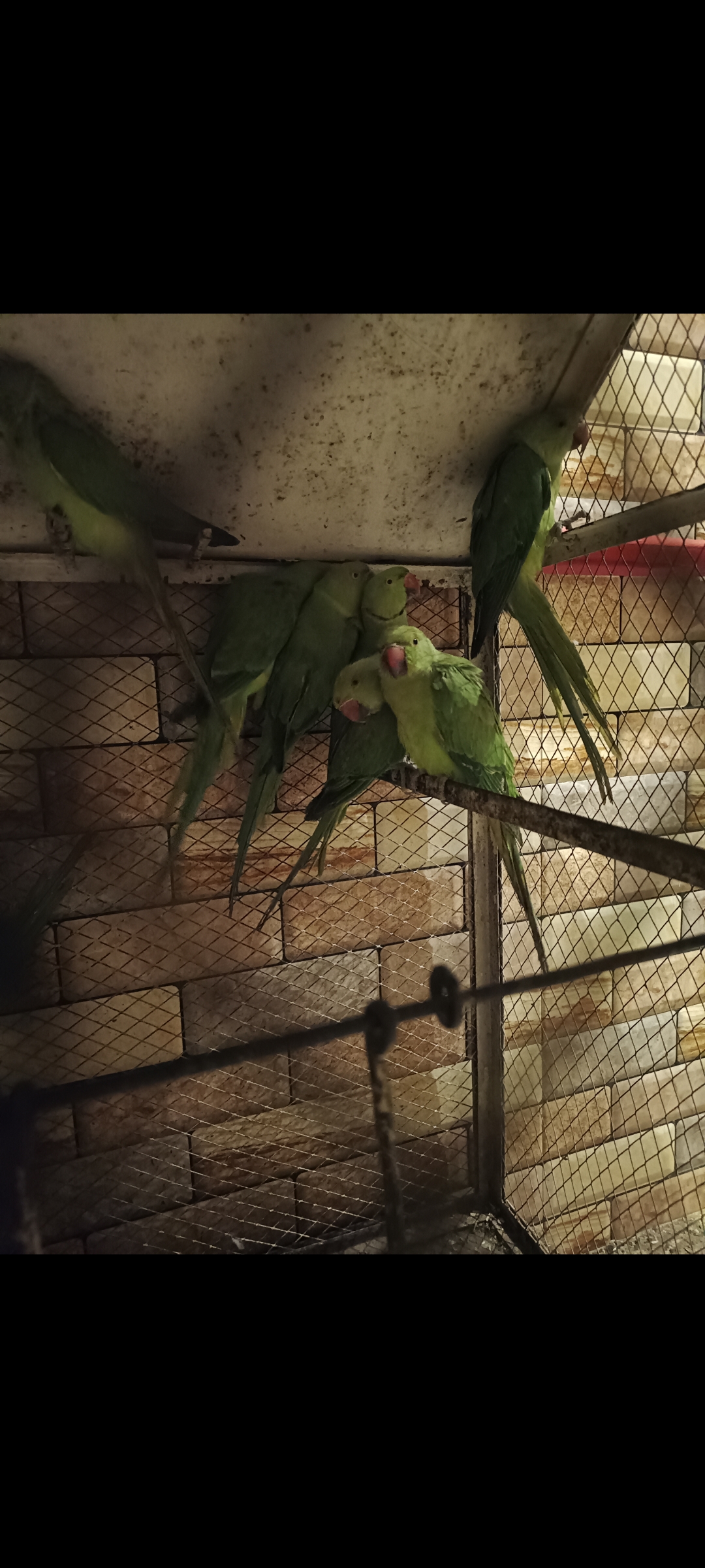 Green Ring Neck