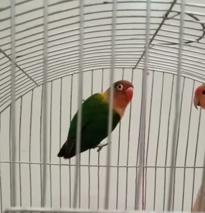 Ghousia Birds