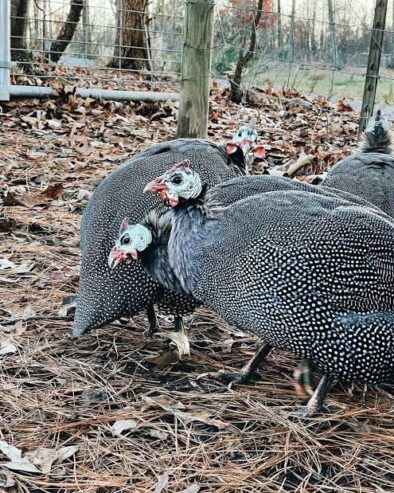 Guinea fowl chakoor teetri for sale in ryk