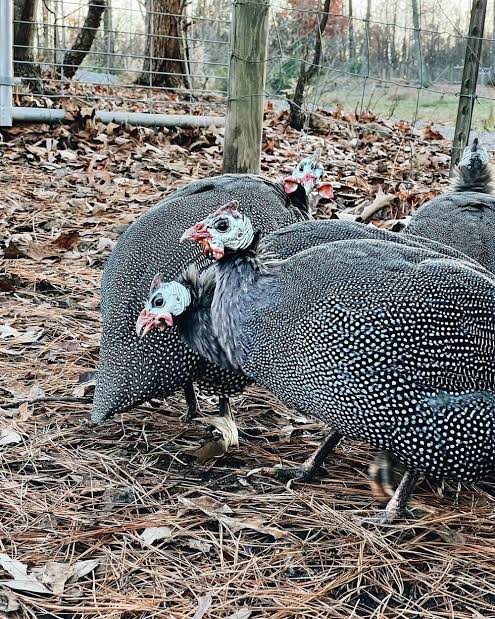 Guinea fowl chakoor teetri for sale in ryk