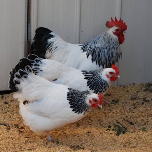 Light Sussex Turkish Imported Eggs Breed