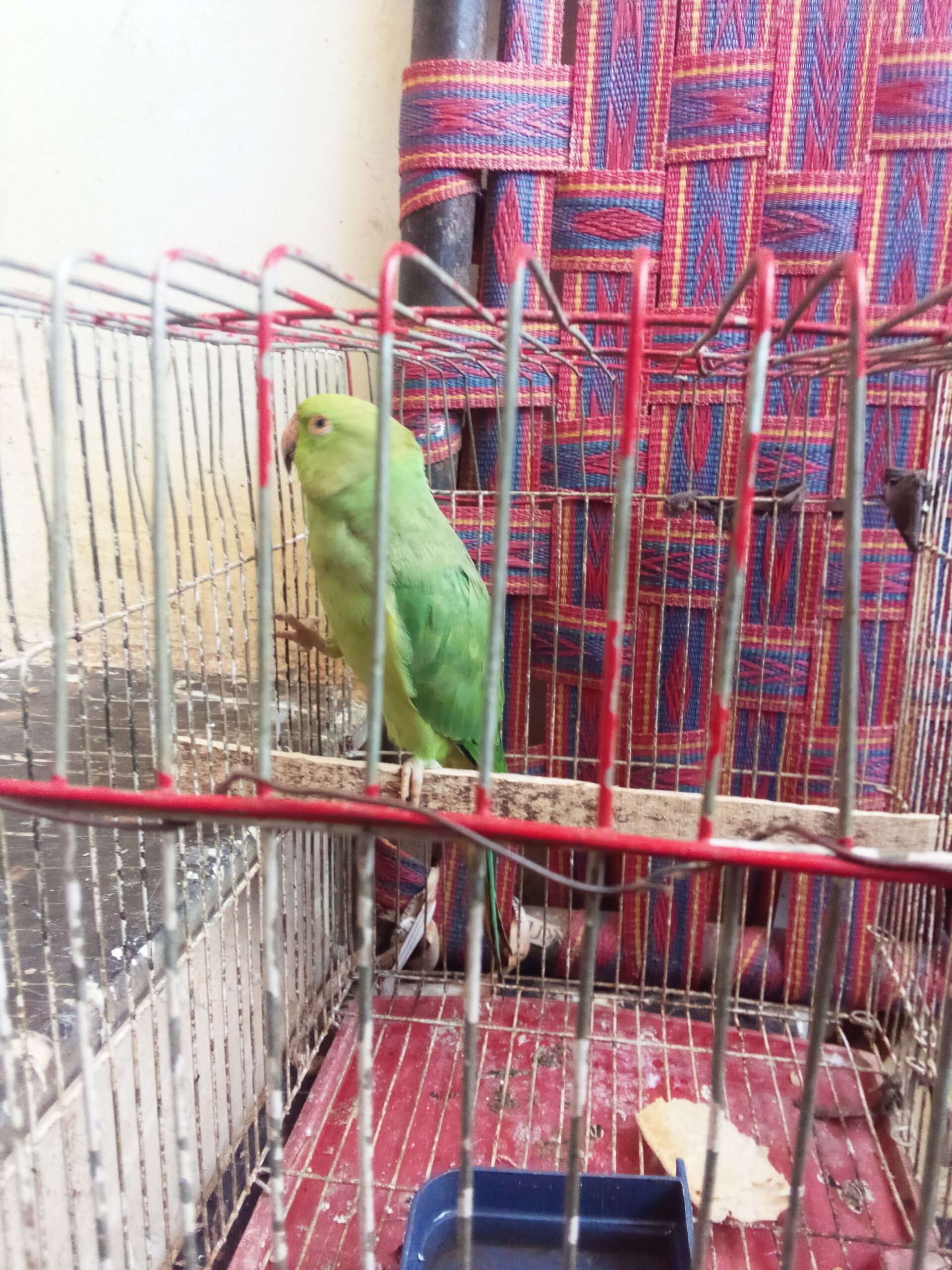 Parrot 🐦🐦 female available for sale location Shah latif town Karachi price 7000 only serious buyer