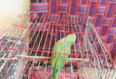 Parrot 🐦🐦 female available for sale location Shah latif town Karachi price 7000 only serious buyer