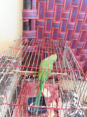 Parrot 🐦🐦 female available for sale location Shah latif town Karachi price 7000 only serious buyer
