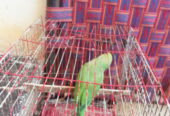 Parrot 🐦 available for sale
