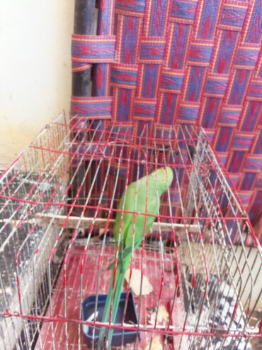 Parrot 🐦 available for sale