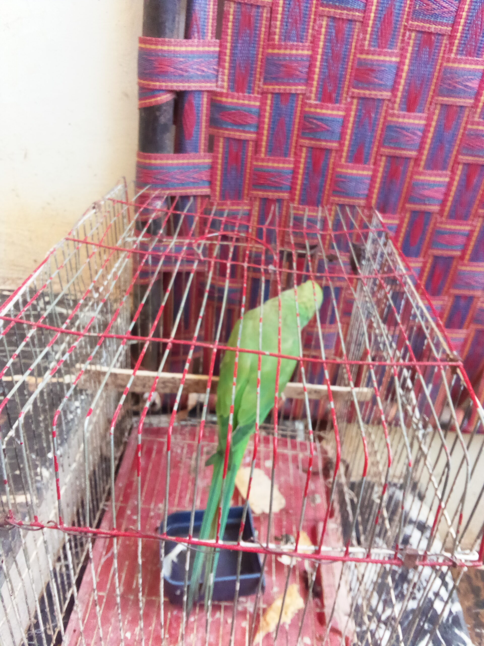 Parrot 🐦 available for sale