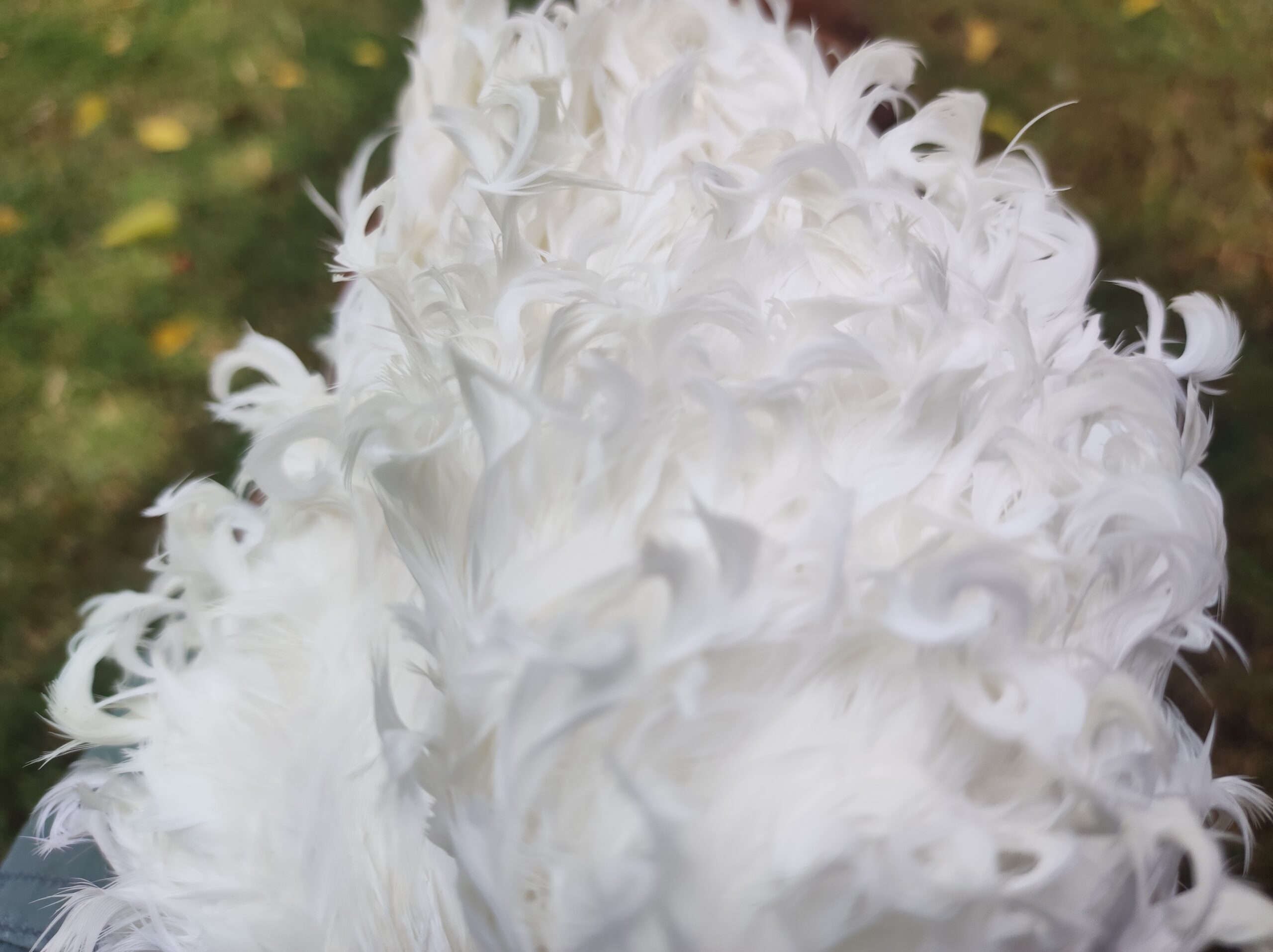 White Frillback