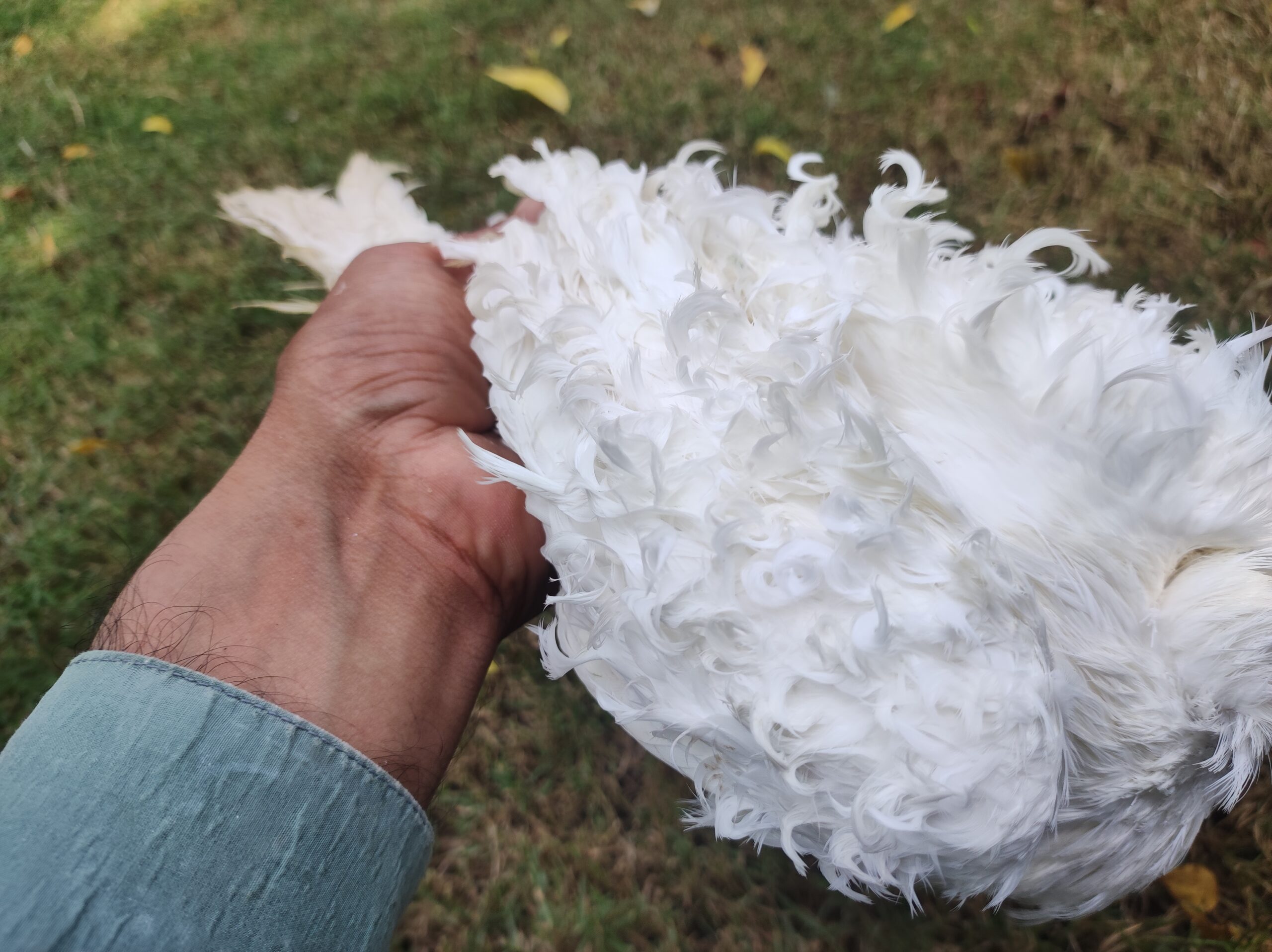 White Frillback