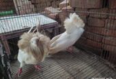 White jacobin pigeon pair for sale