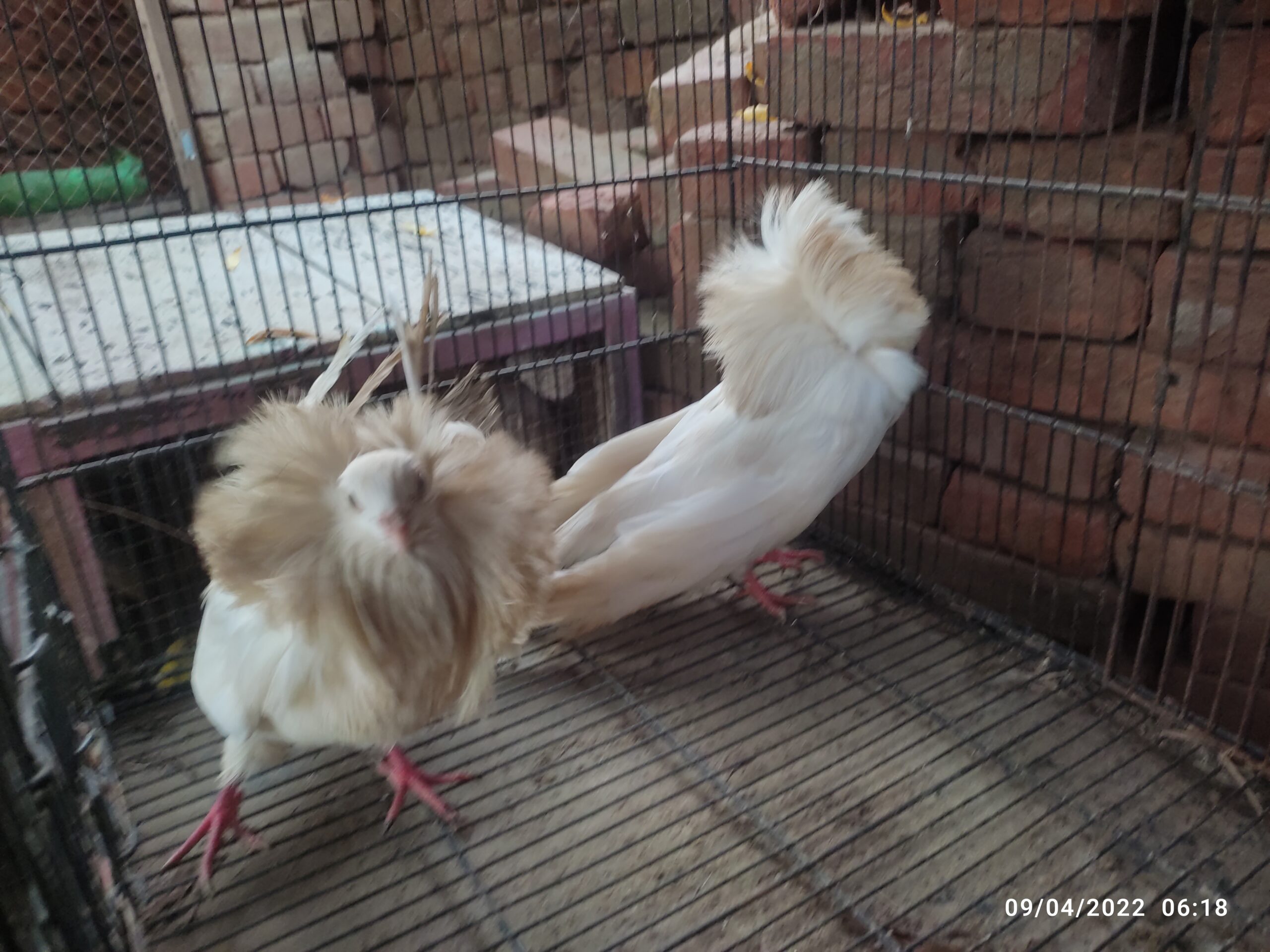 White jacobin pigeon pair for sale
