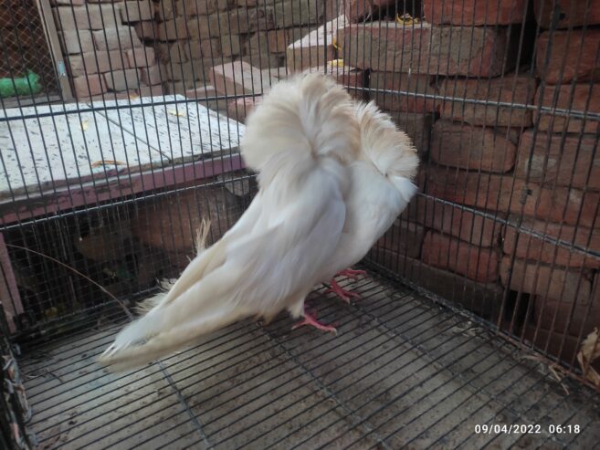 White jacobin pigeon pair for sale