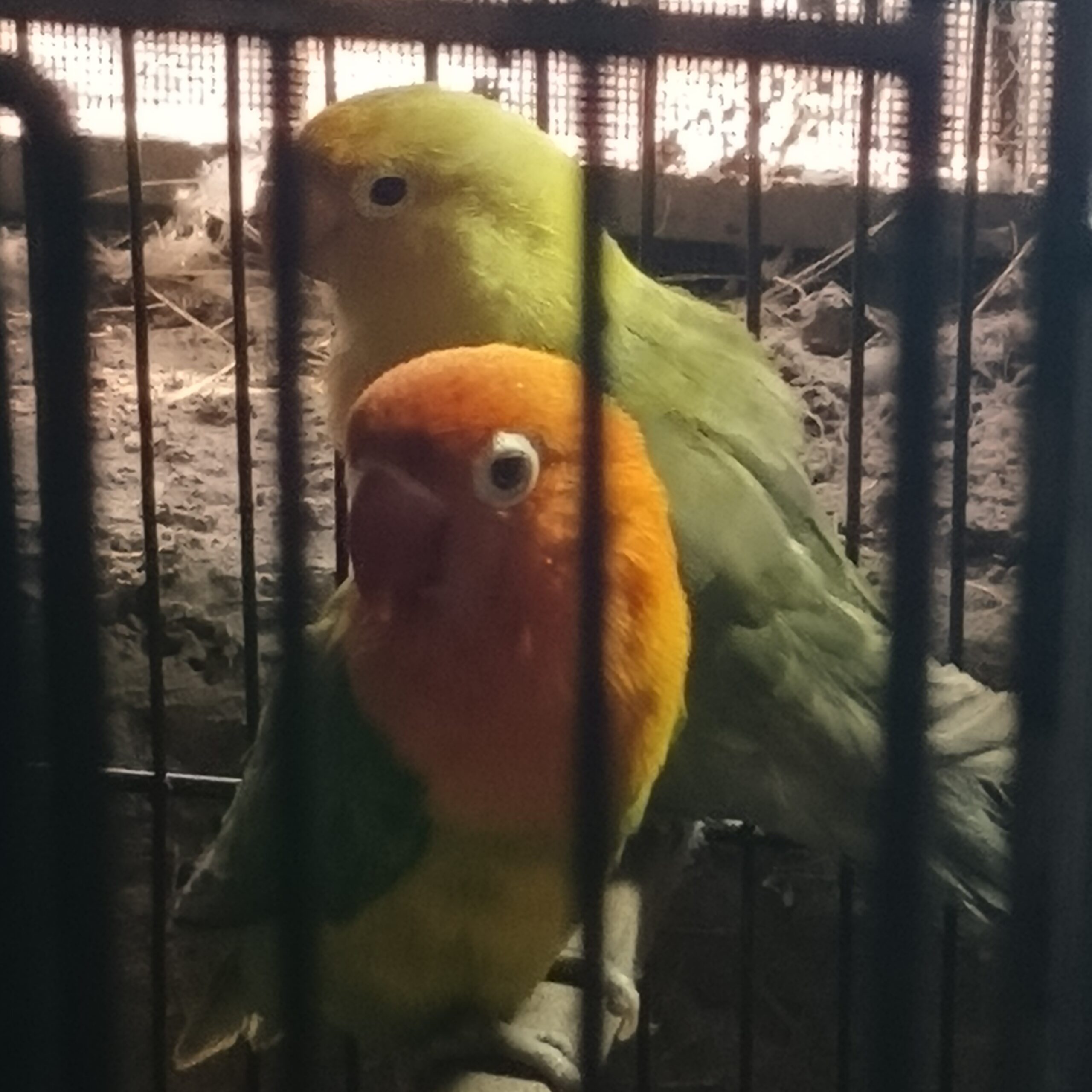 Lovebird parblue