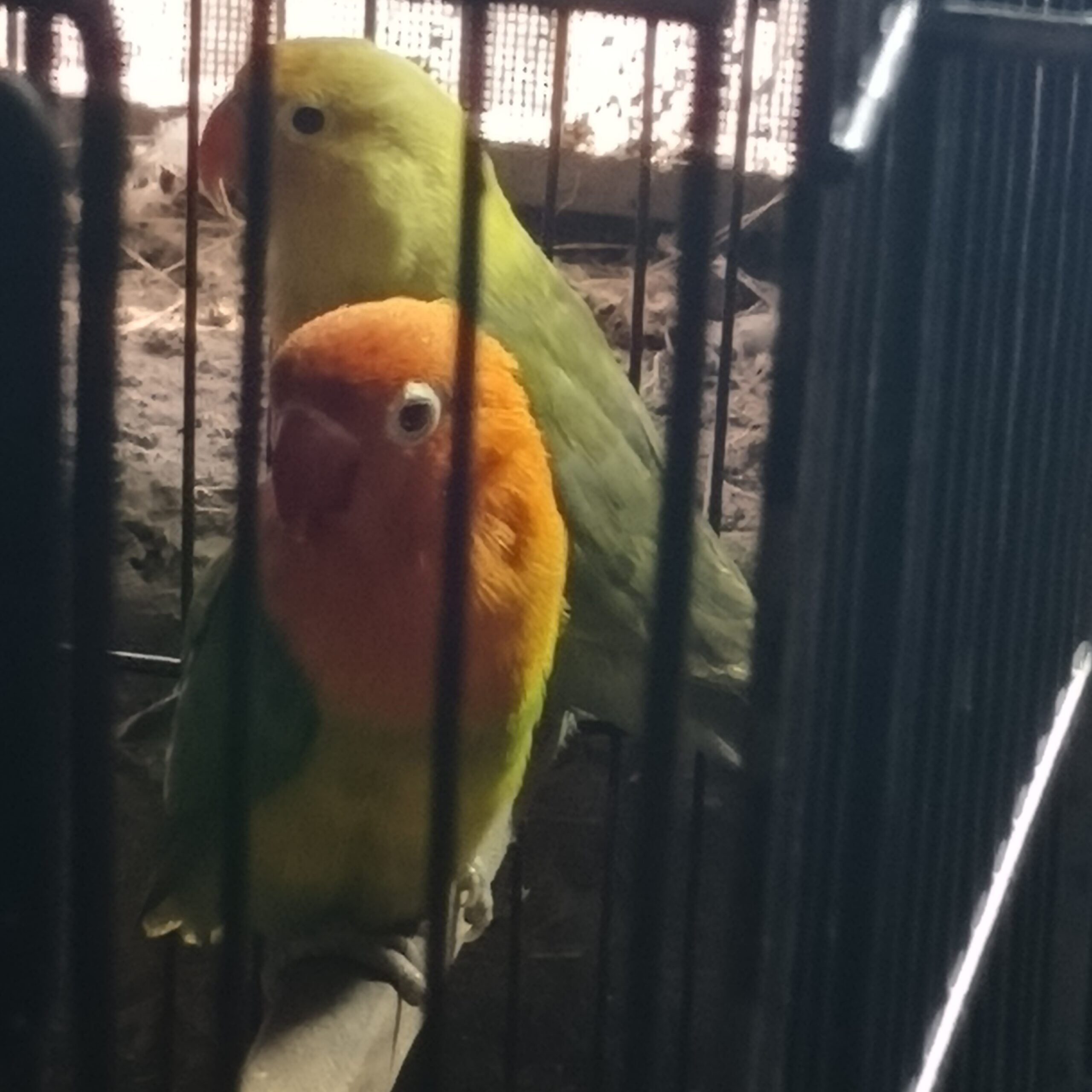 Lovebird parblue