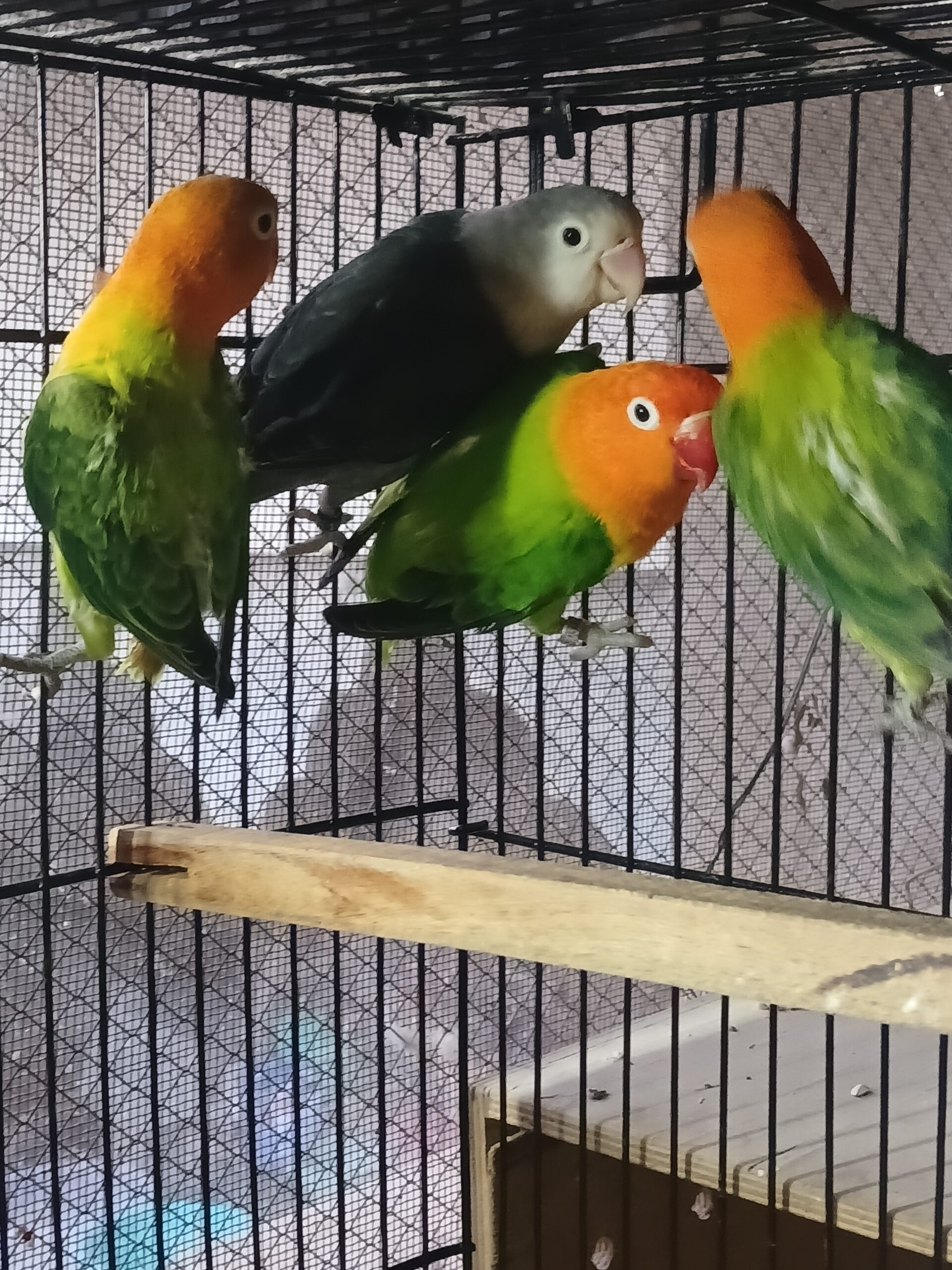 Lovebird opline