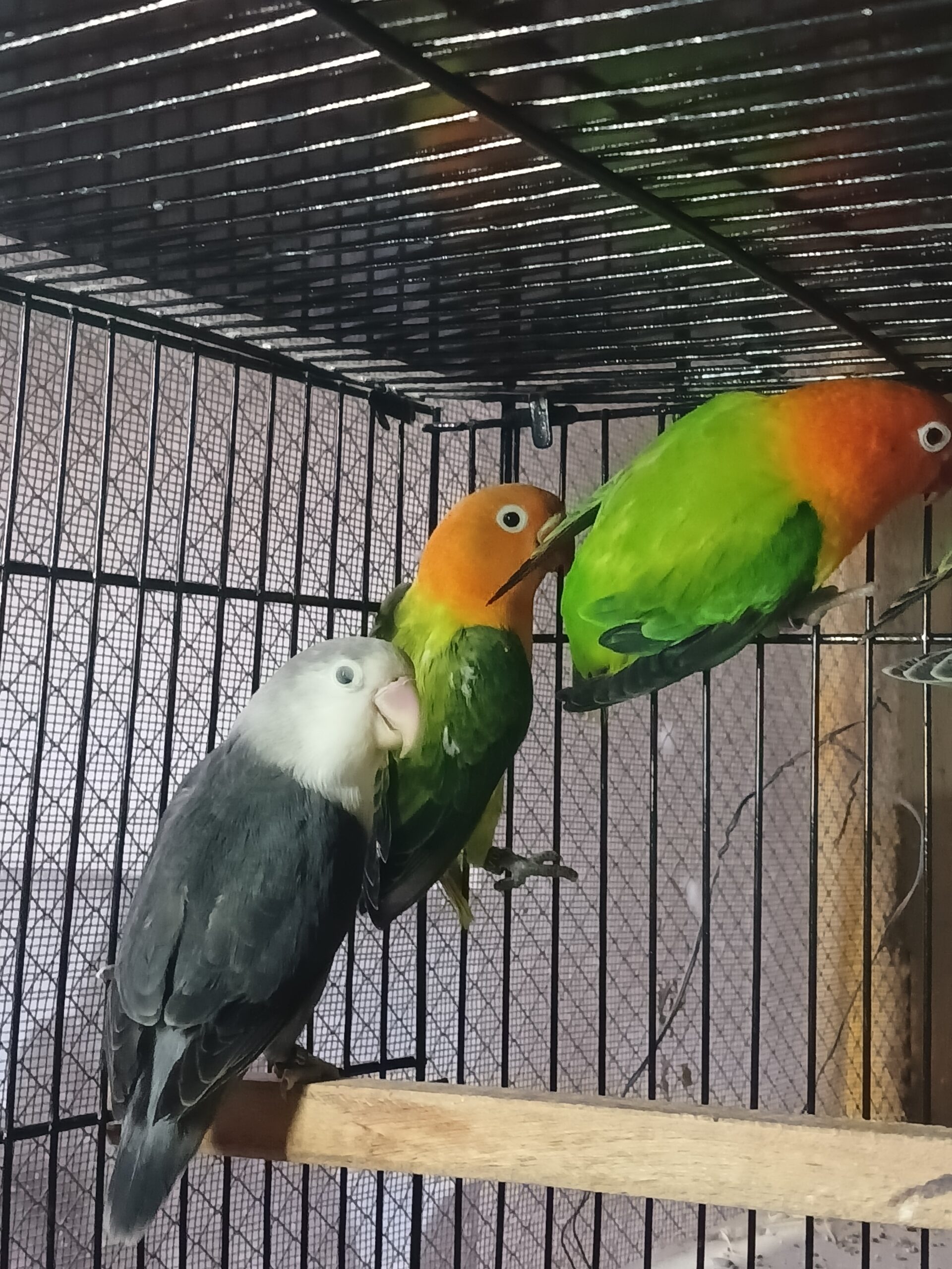 Lovebird opline