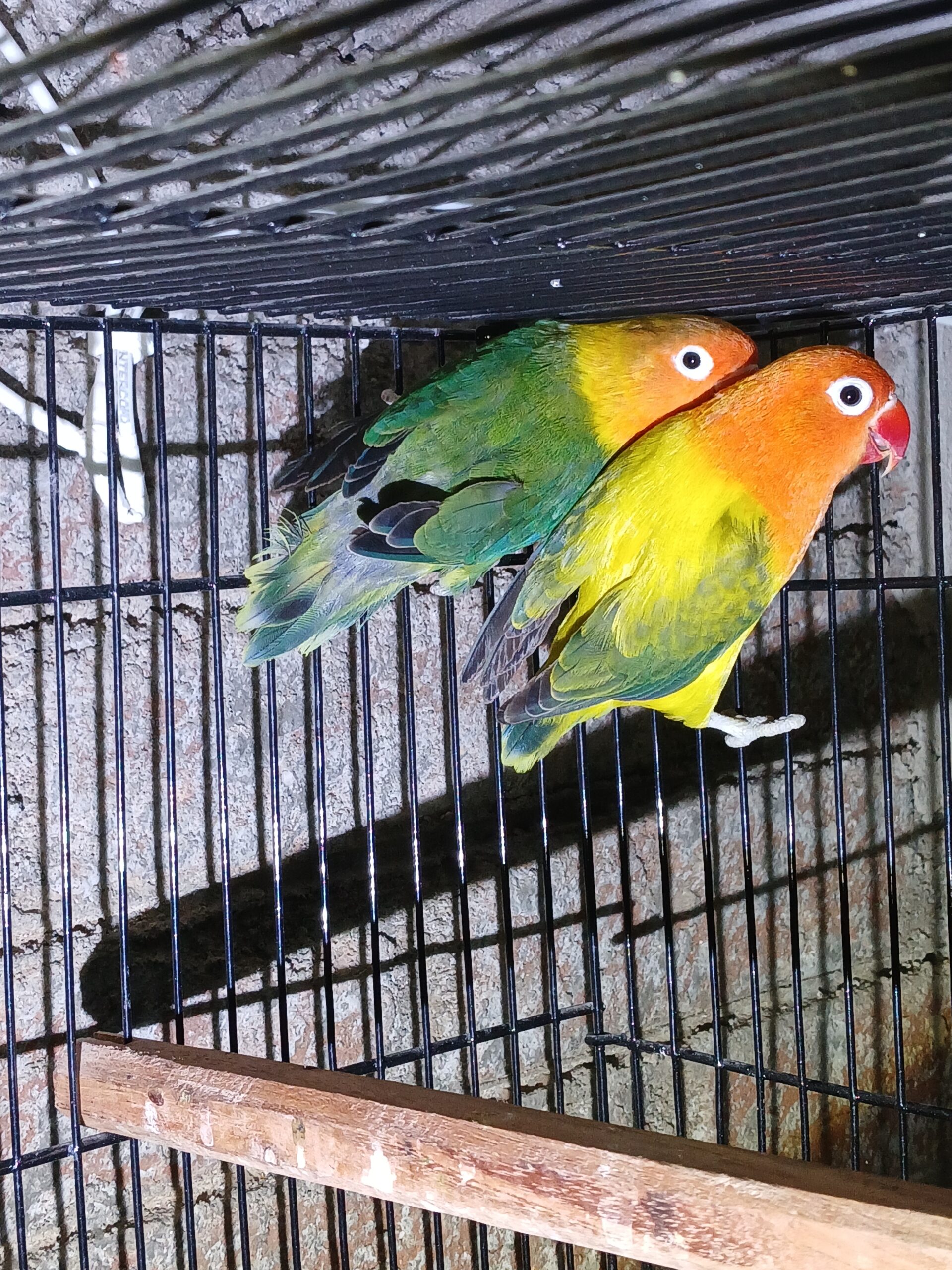 Love birds opline