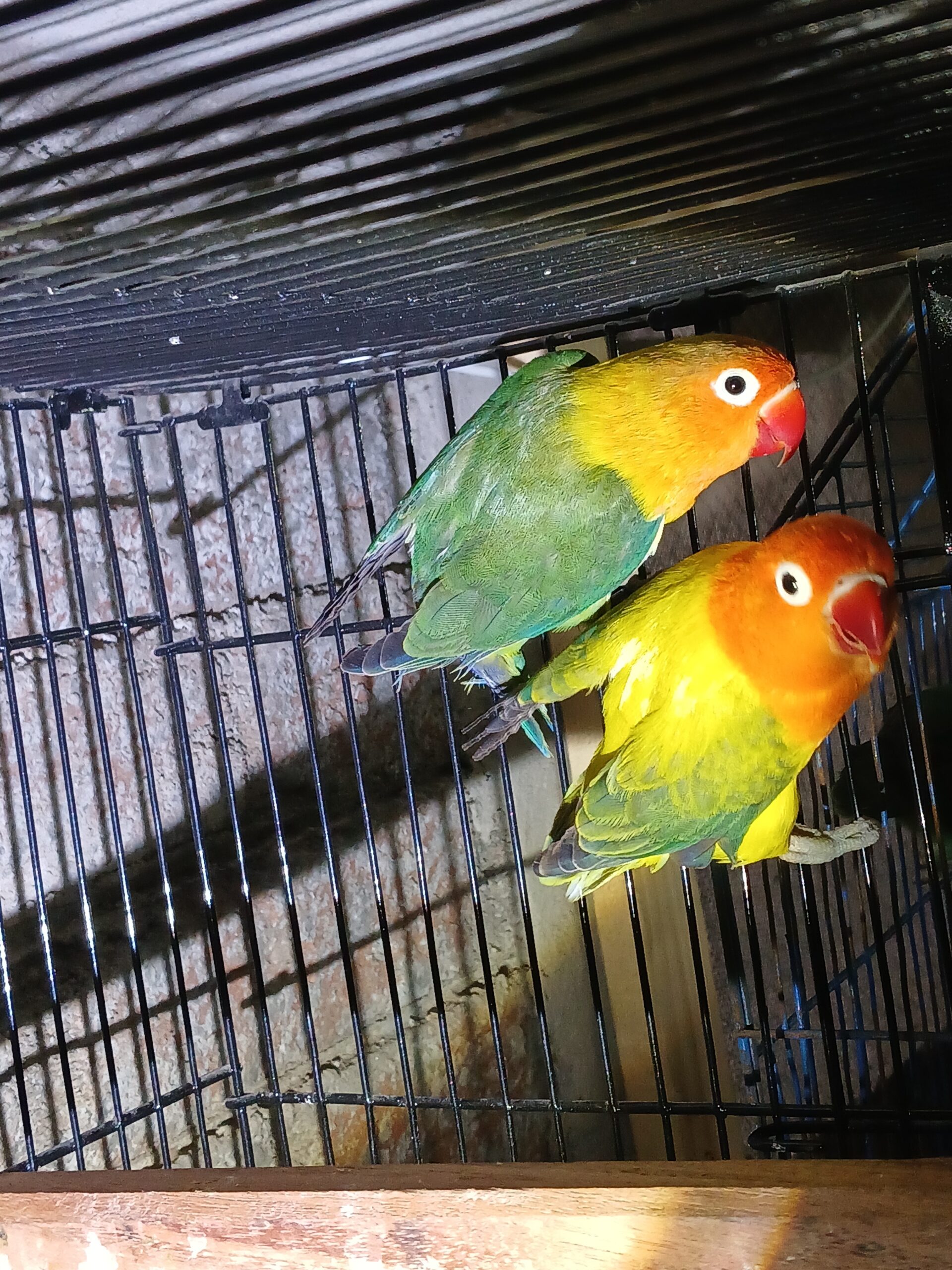 Love birds opline