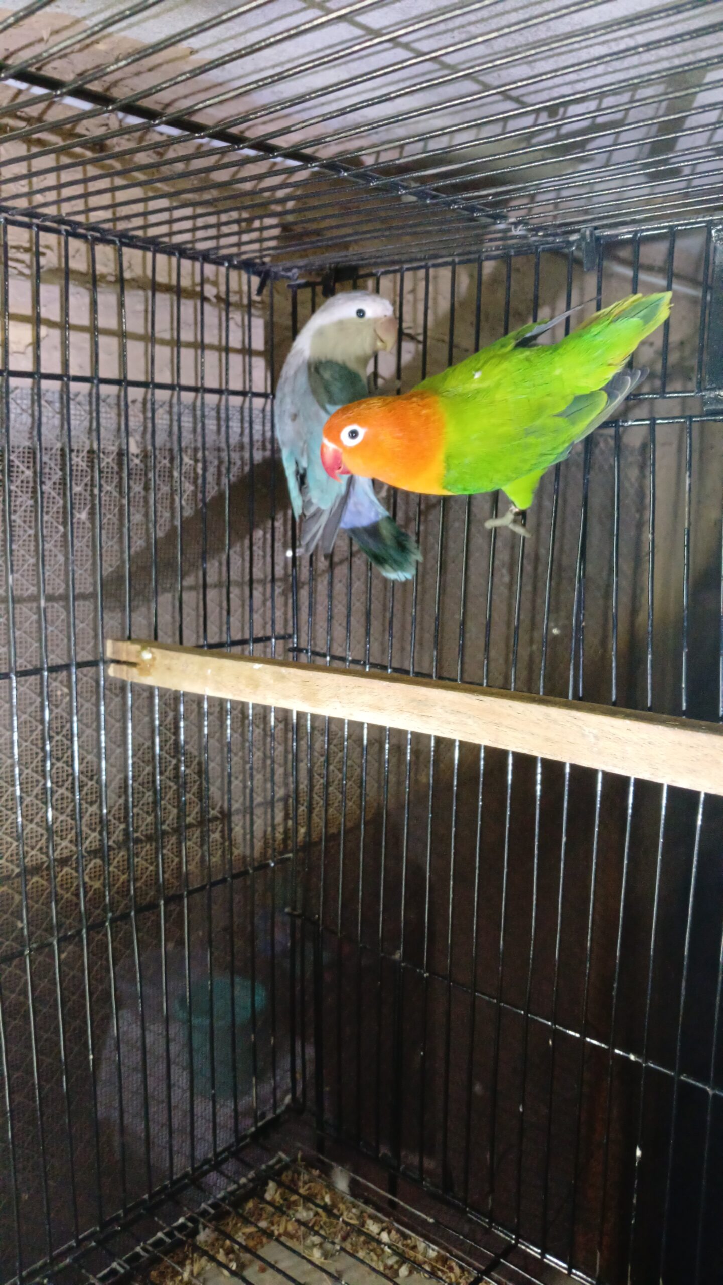 Love bird opline