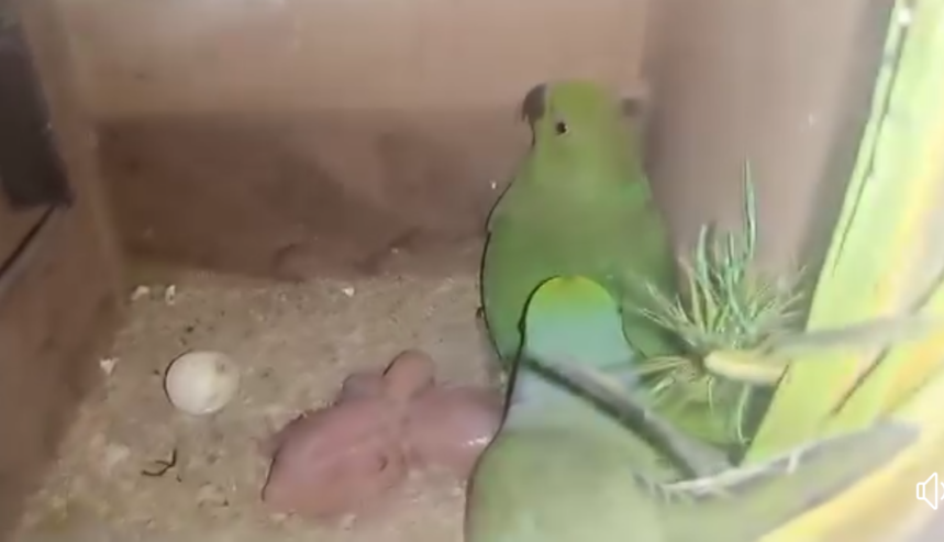 Green ringneck breeder pair with history