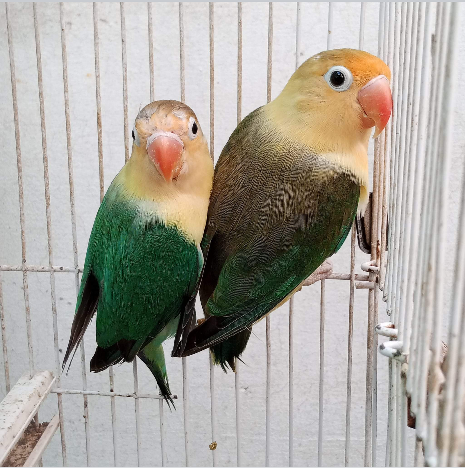Parrot for sale