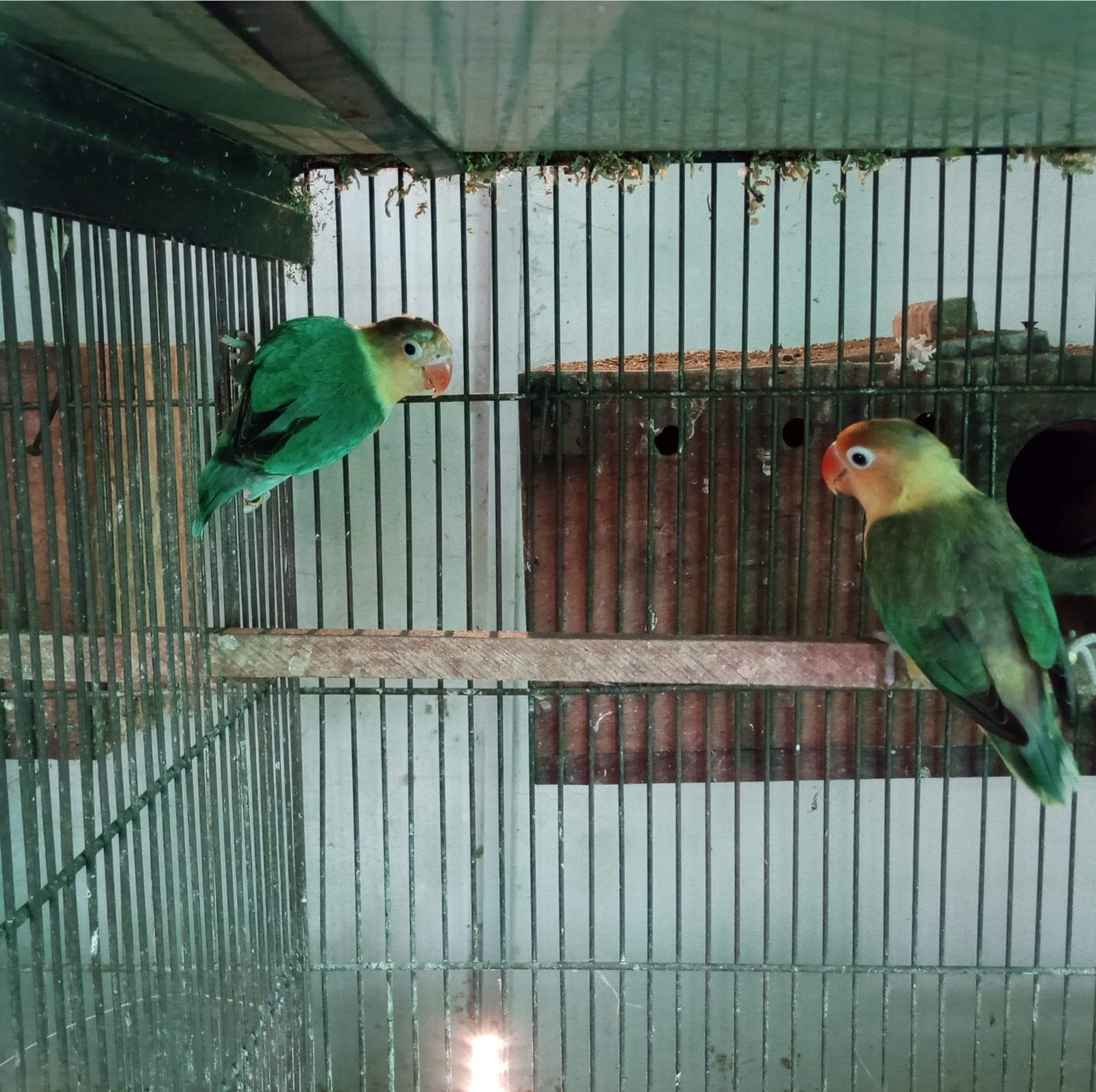 Parrot for sale