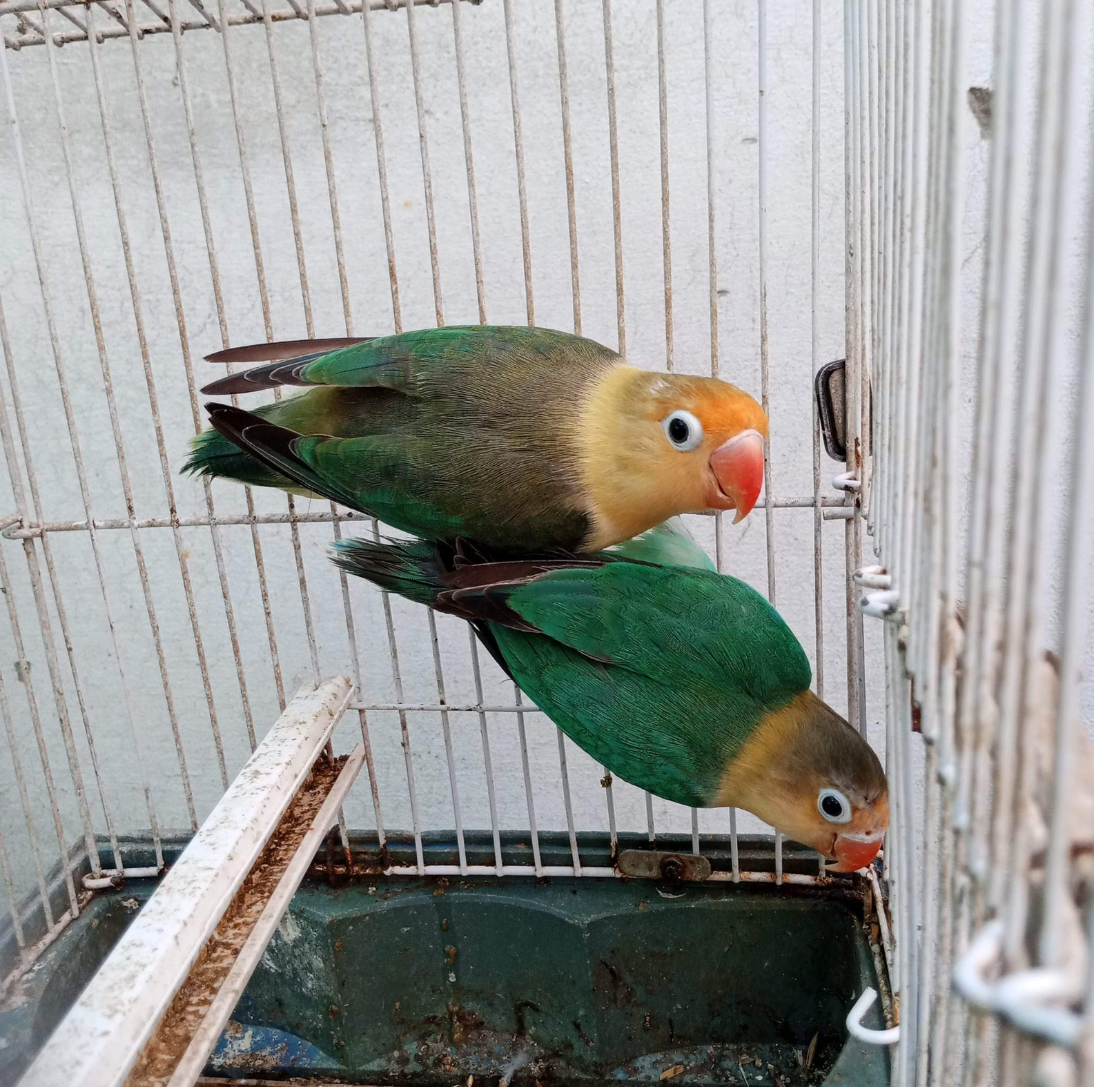 Parrot for sale