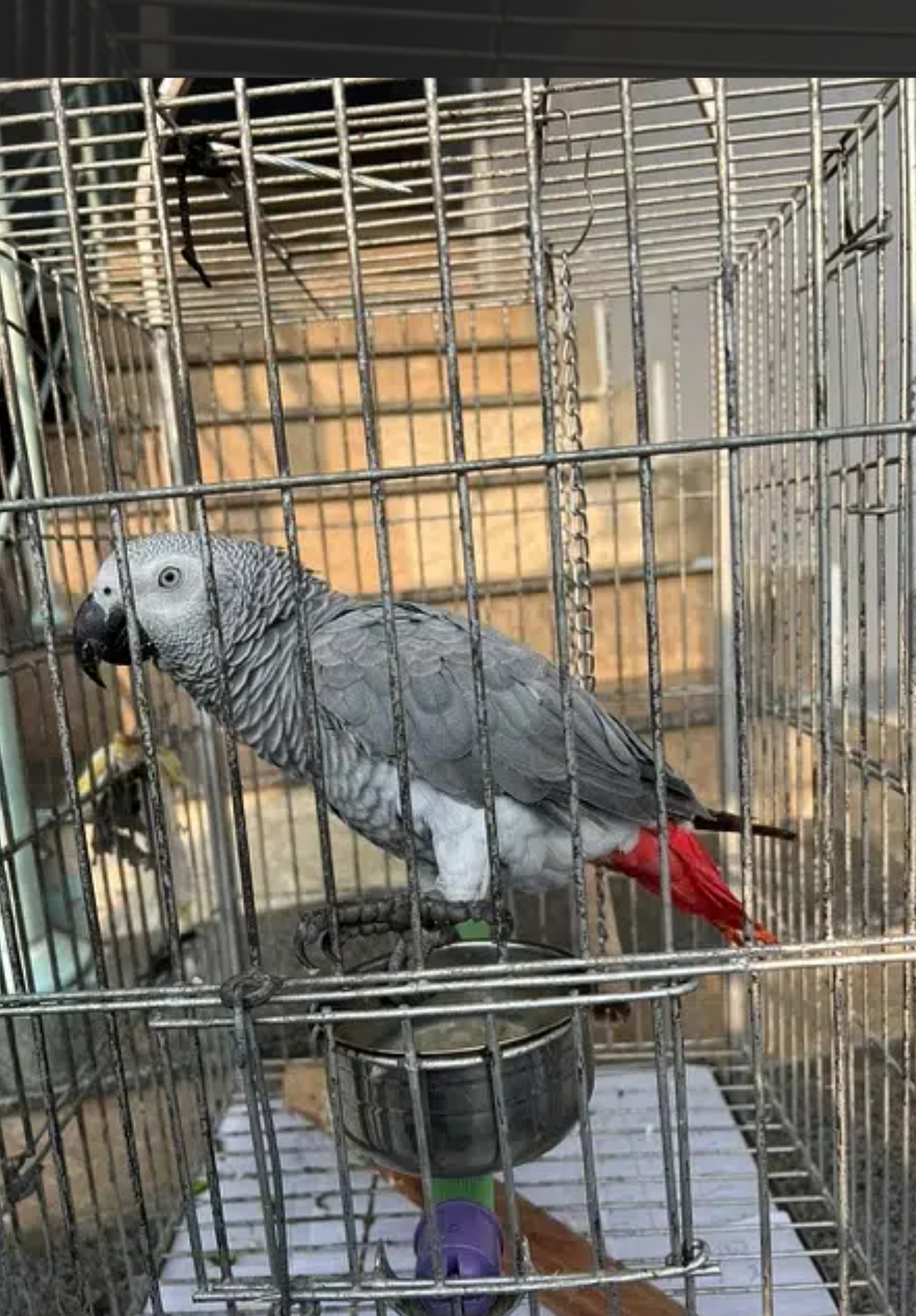 African Grey Parrot