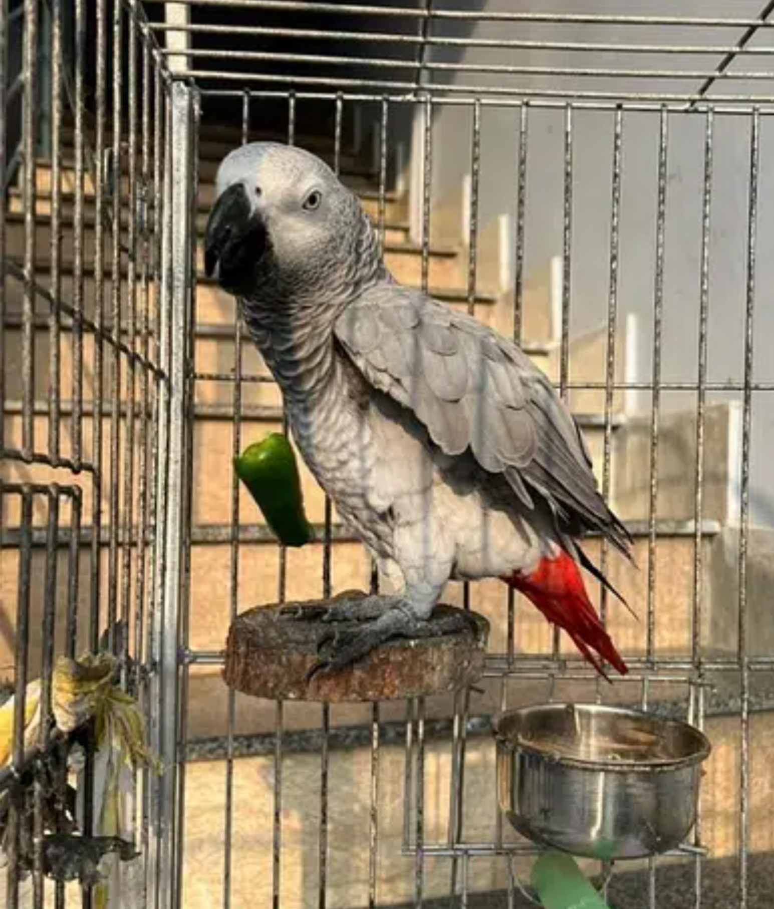 African Grey Parrot