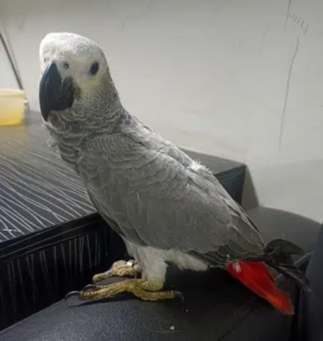Congo grey parrot local Karachi breed