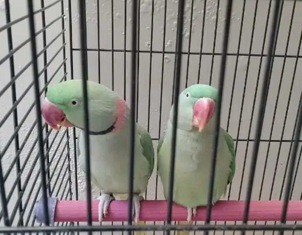 bolne wale parrot hn