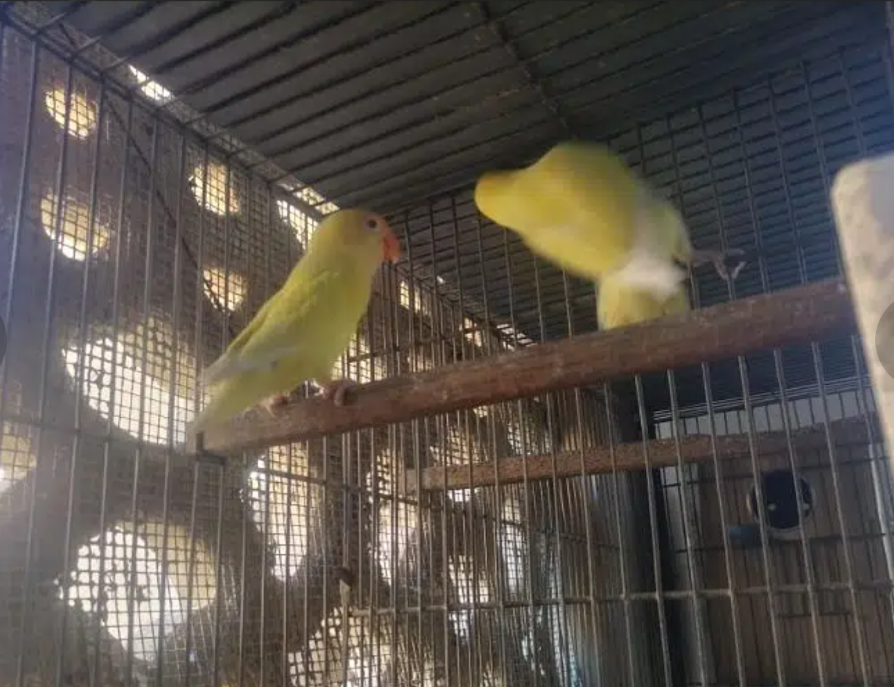 Cremino Breeder pair