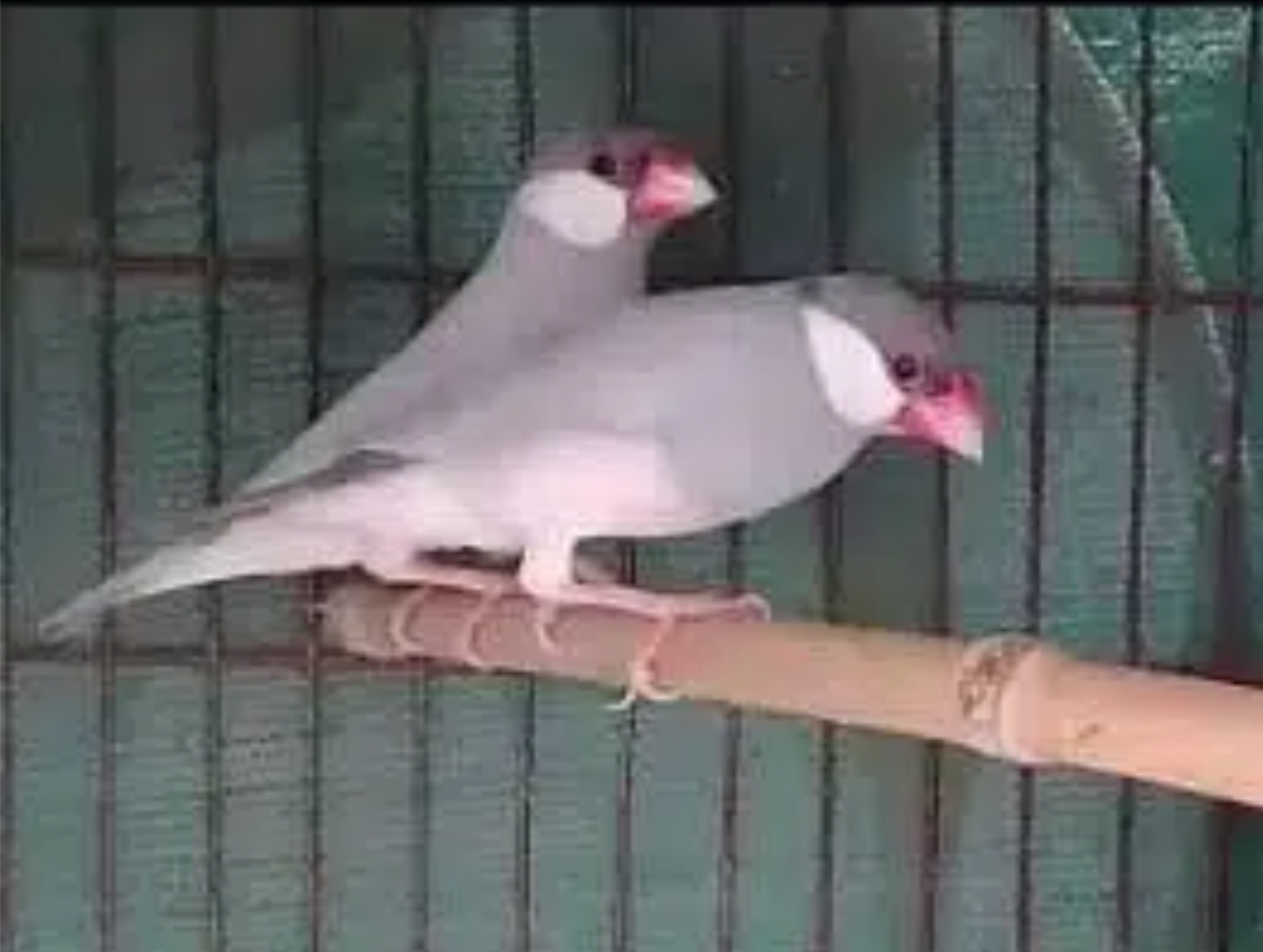 Fawn java pair+White java 2 Male+Silver with Grey java pair