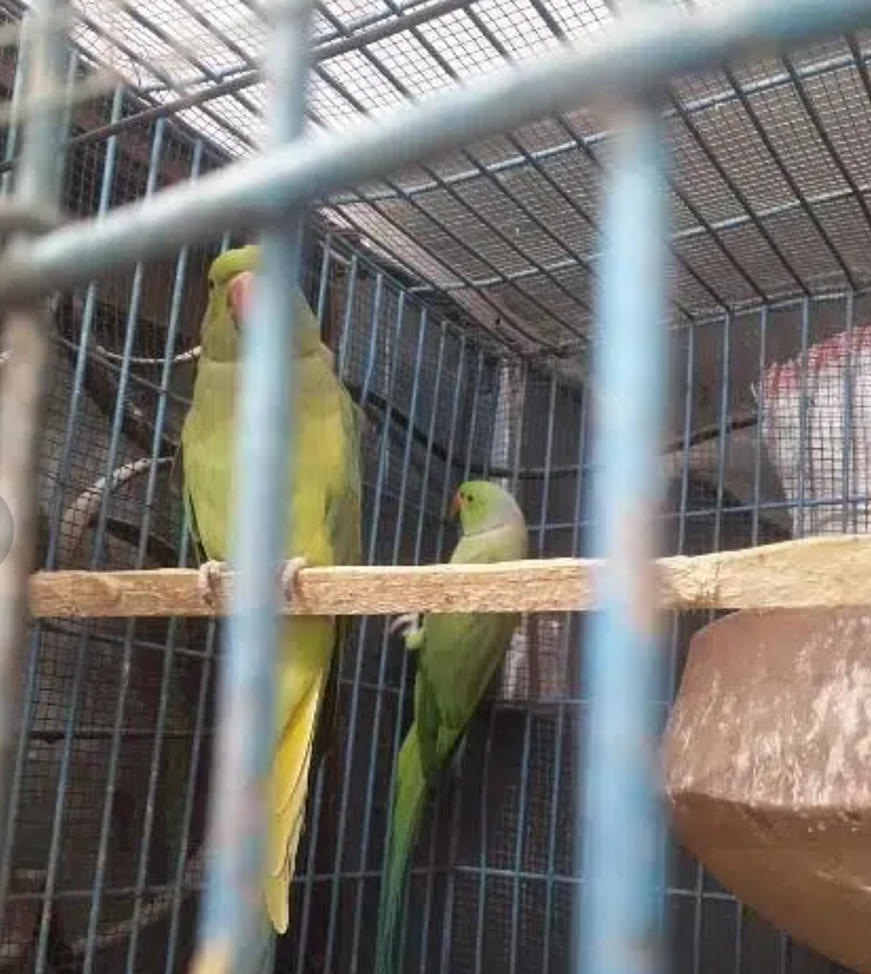 ringneck 2 beredar 2sal se bered kre hai is dafa ready hai
