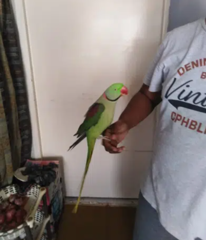 Good quality Parrot (Family traned and talking)