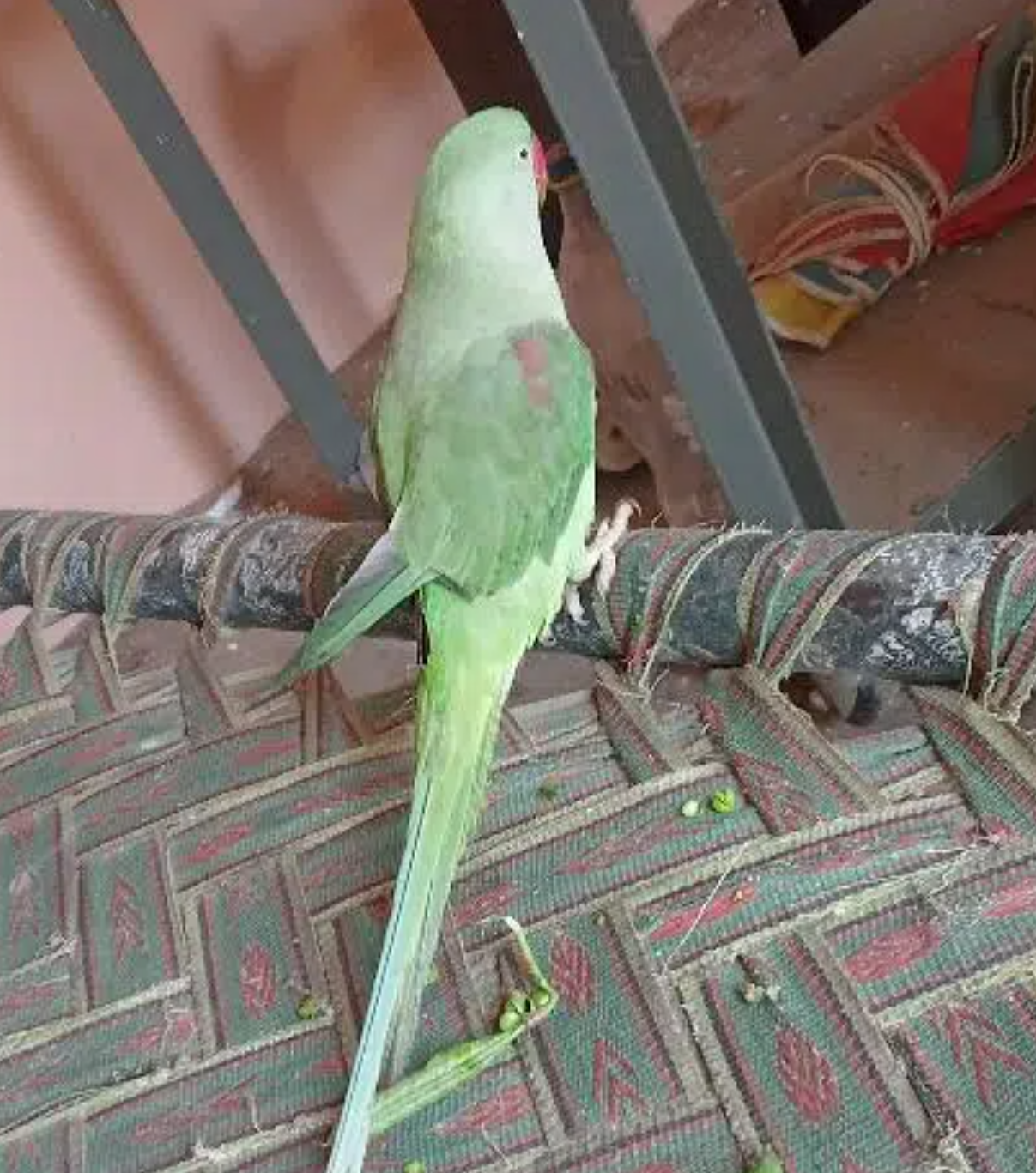 raw talking and tamed female for sale.