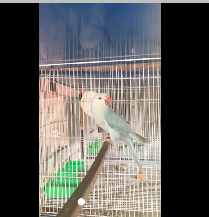 breeder ringneck female in karachi