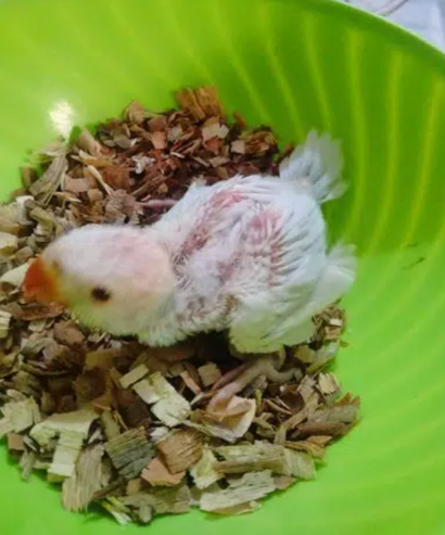 lacewing ringneck available for sale in karachi