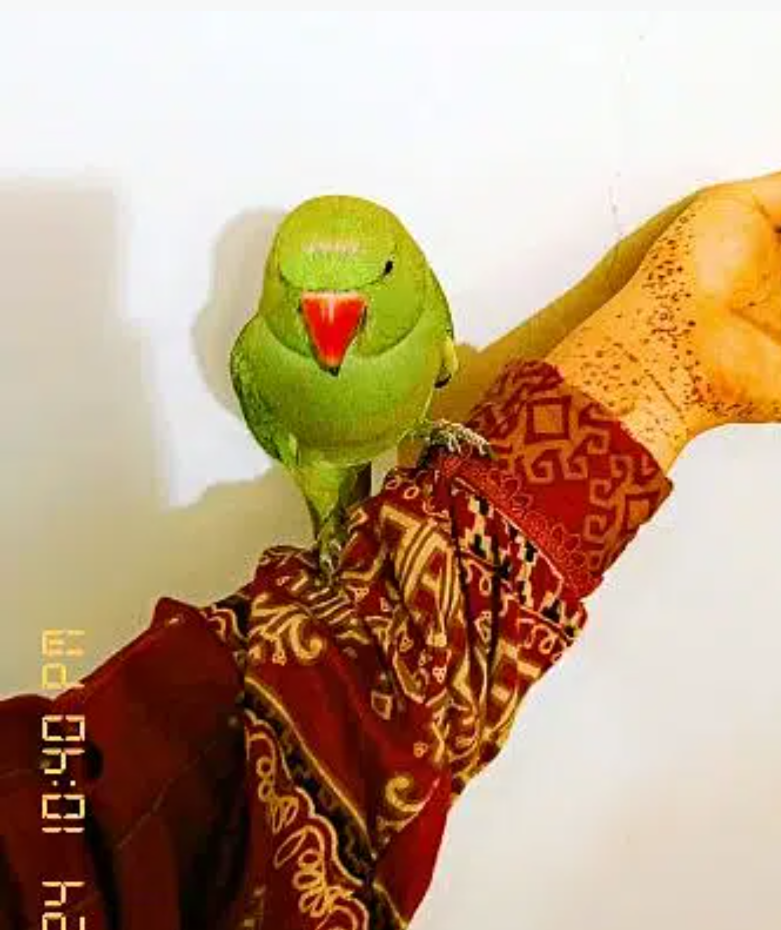 1year baby male ring neck urgent sale in Karachi