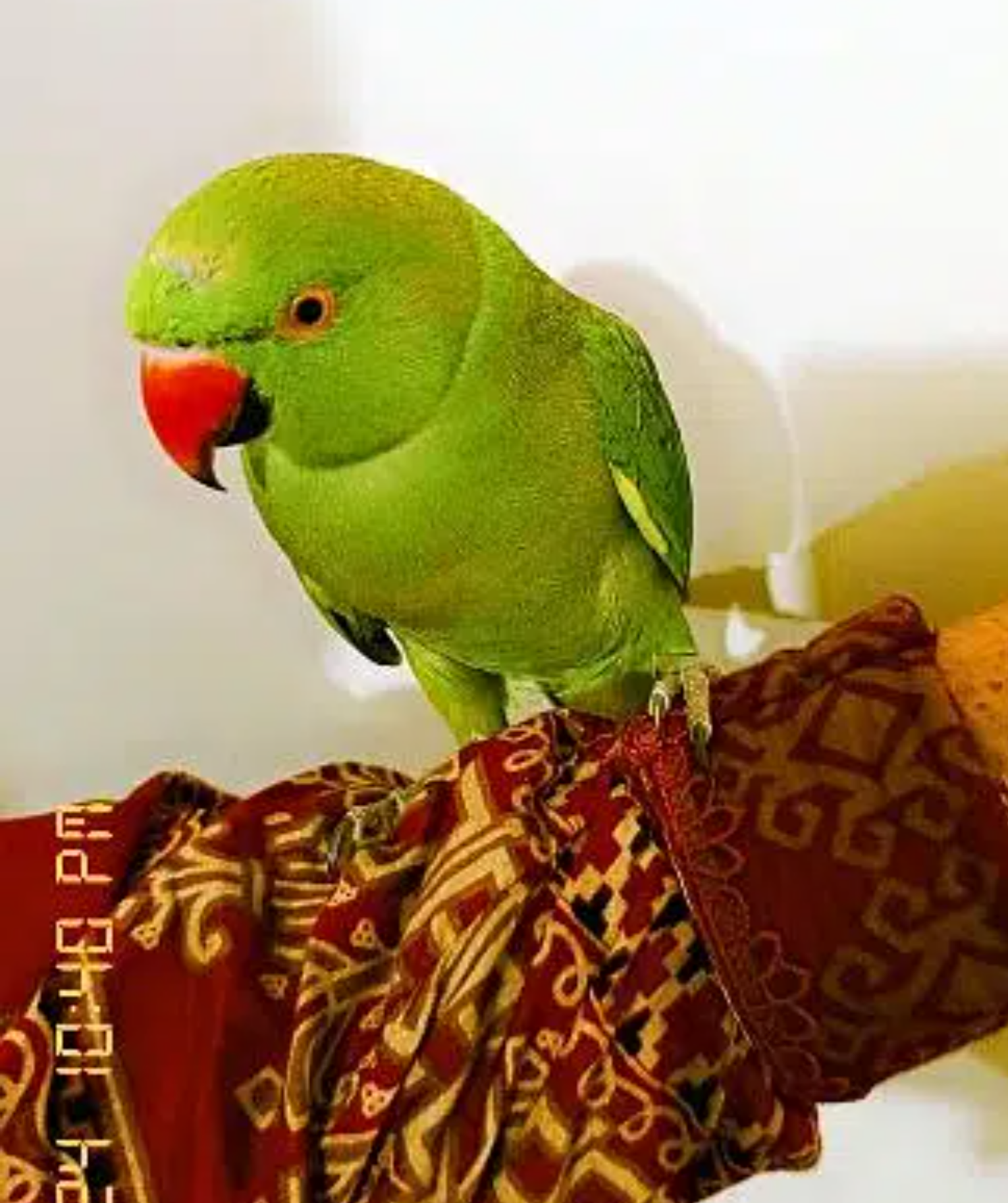1year baby male ring neck urgent sale in Karachi