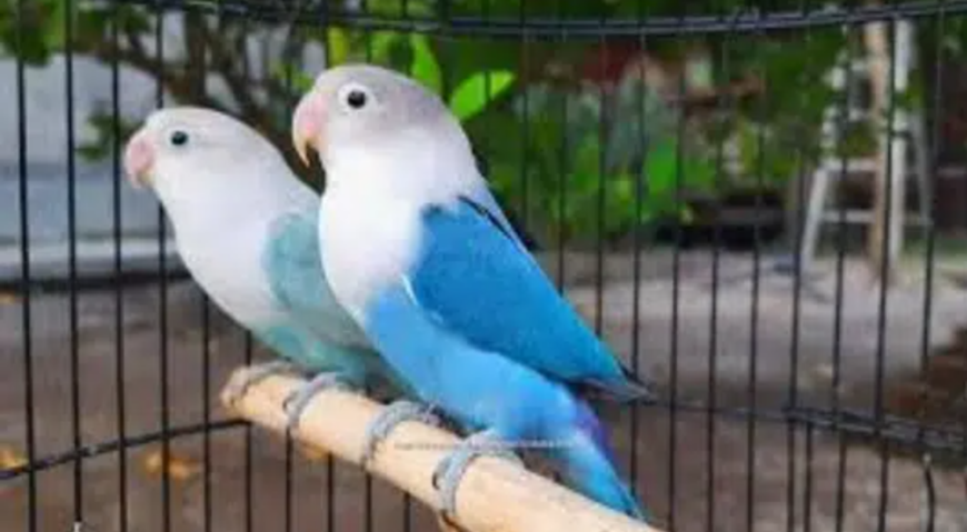 1 pair of blue love birds in Karachi