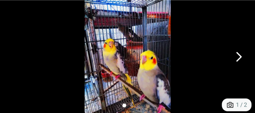 handtame cockateil parrot ready to breed pair on sale