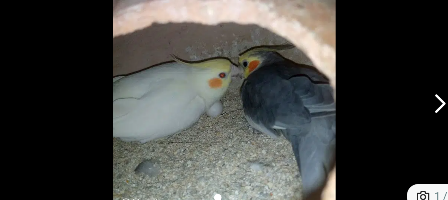 cocktail breeder pair in Karachi