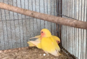 Lutino pair with chicks and 2 portion cage