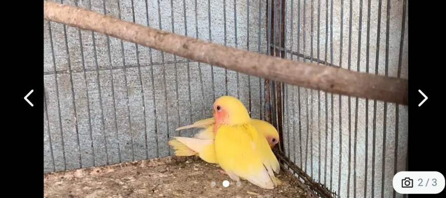 Lutino pair with chicks and 2 portion cage