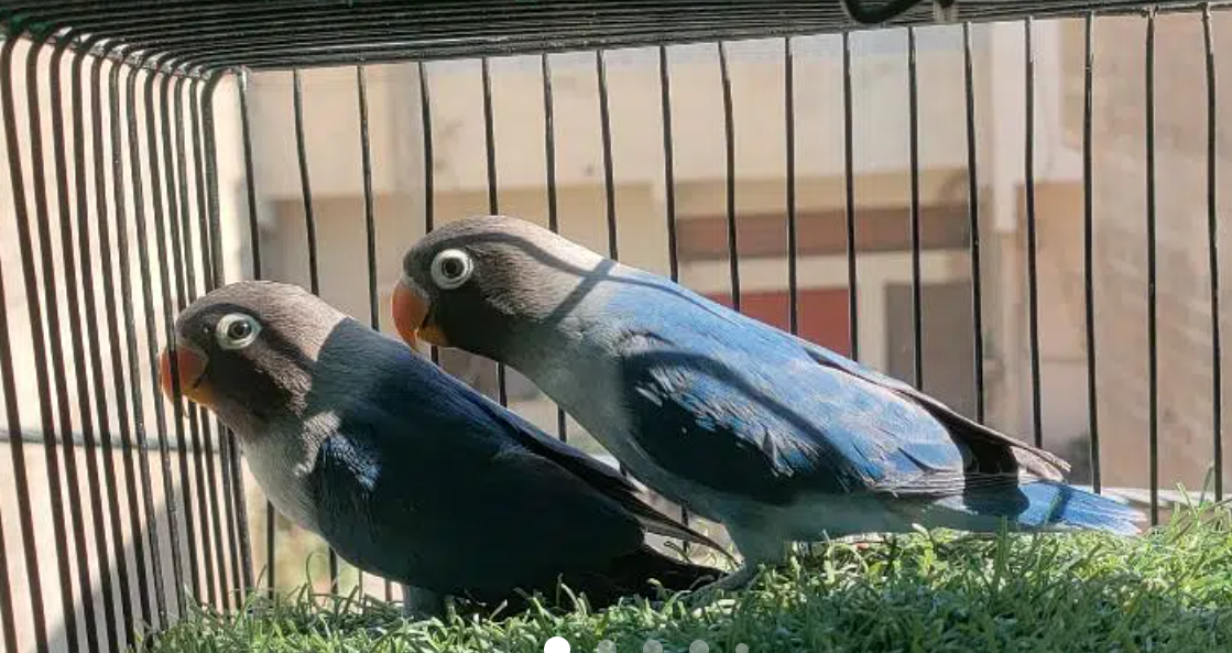 blue pasnata chicks/green opline parblue split chicks