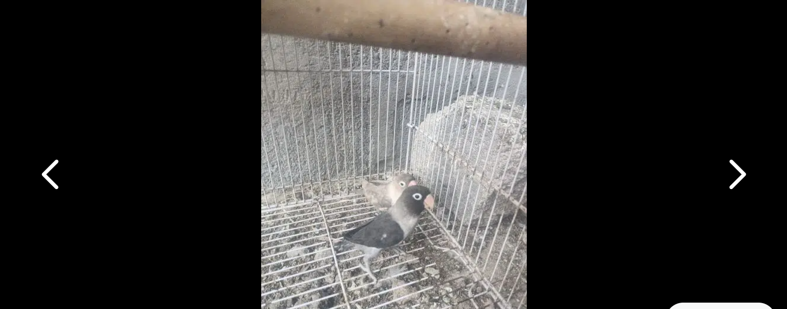 full pair rady 2 breed all ok
