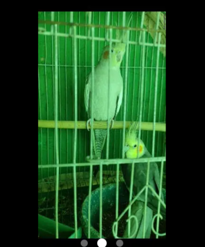 coktail for sale breder pair in Karachi