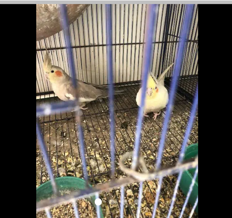 Cocktail pair with three eggs