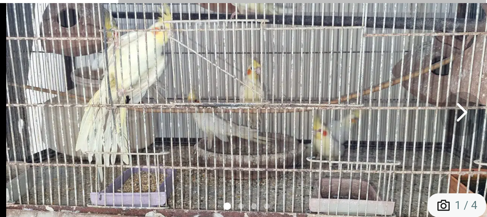 Cocktail and Fishers in Karachi